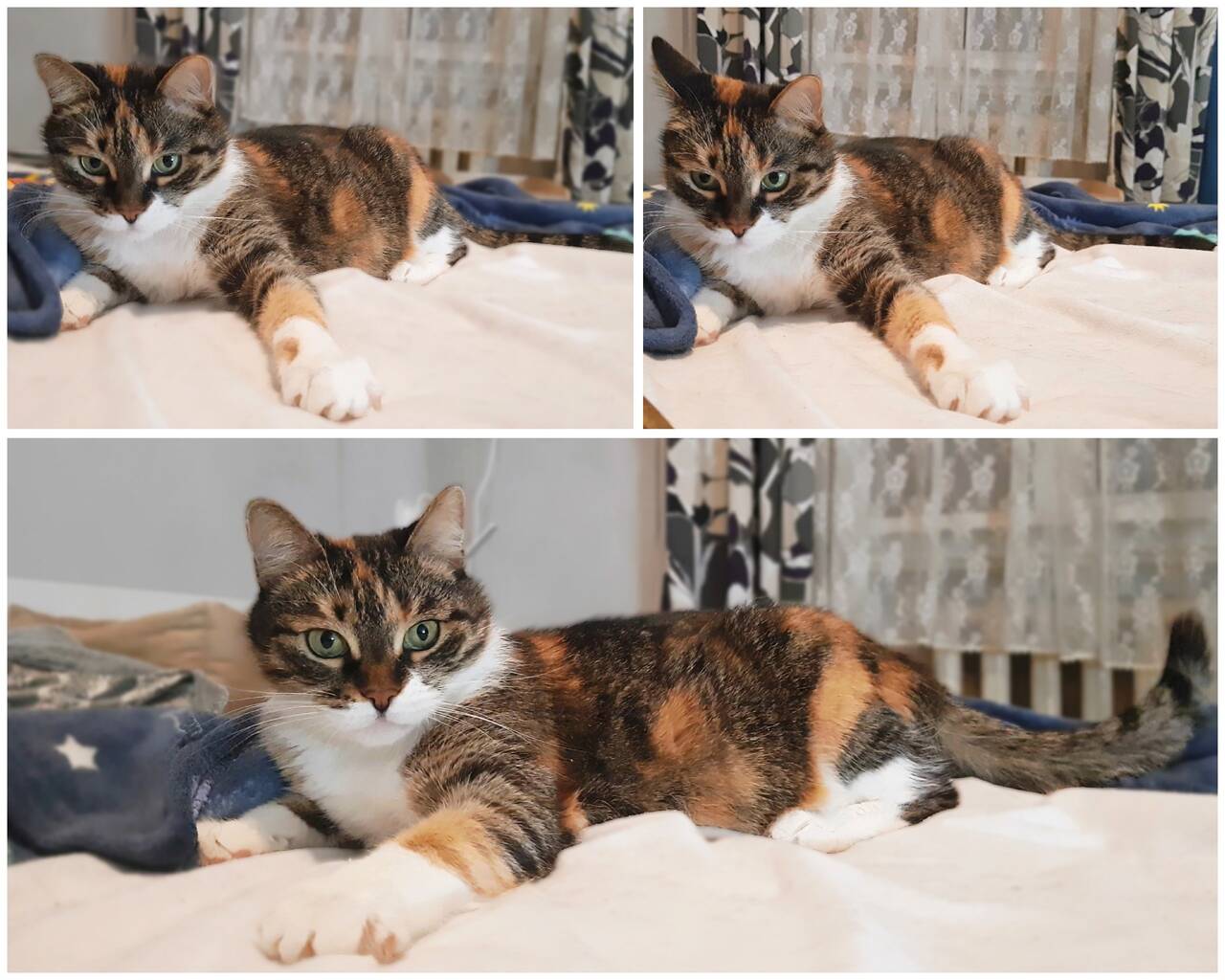 Ласковая трехцветная кошка Триша ищет добрую семью в Москве фото 6 Услуги Москва