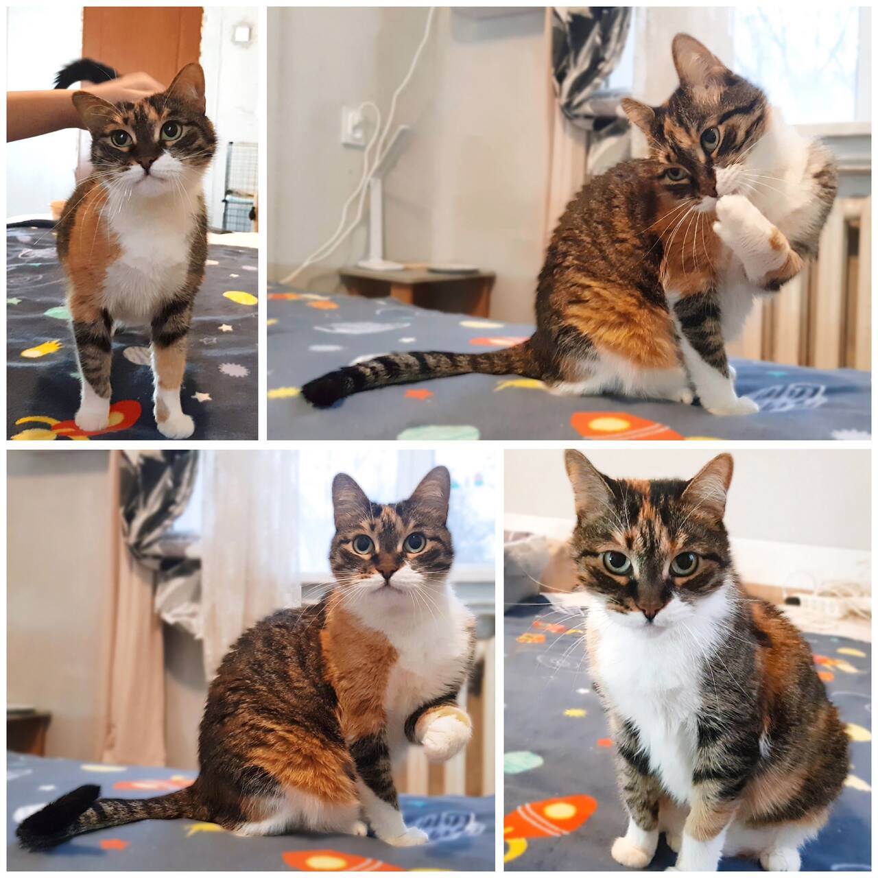 Ласковая трехцветная кошка Триша ищет добрую семью в Москве фото 3 Услуги Москва