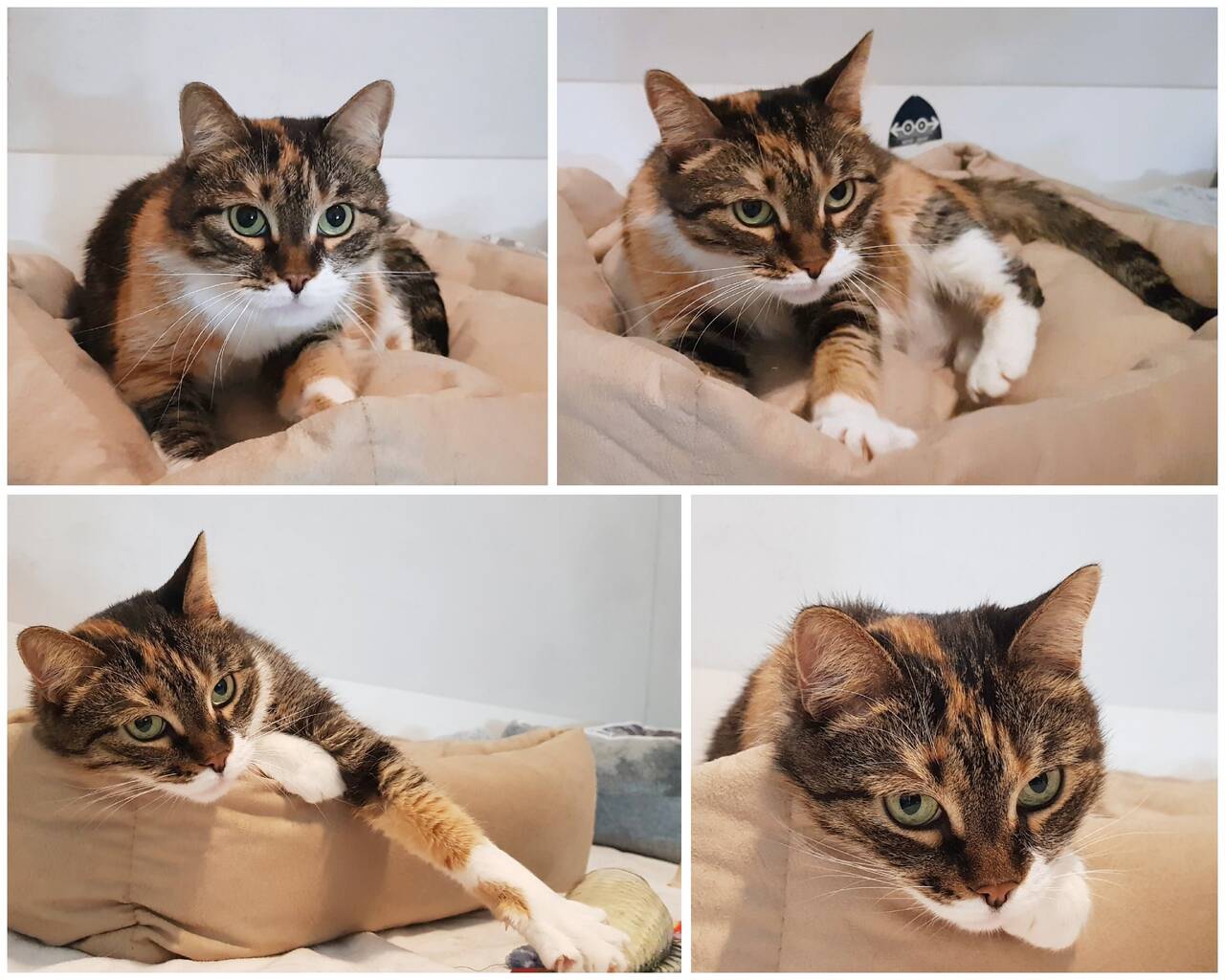 Ласковая трехцветная кошка Триша ищет добрую семью в Москве фото 2 Услуги Москва