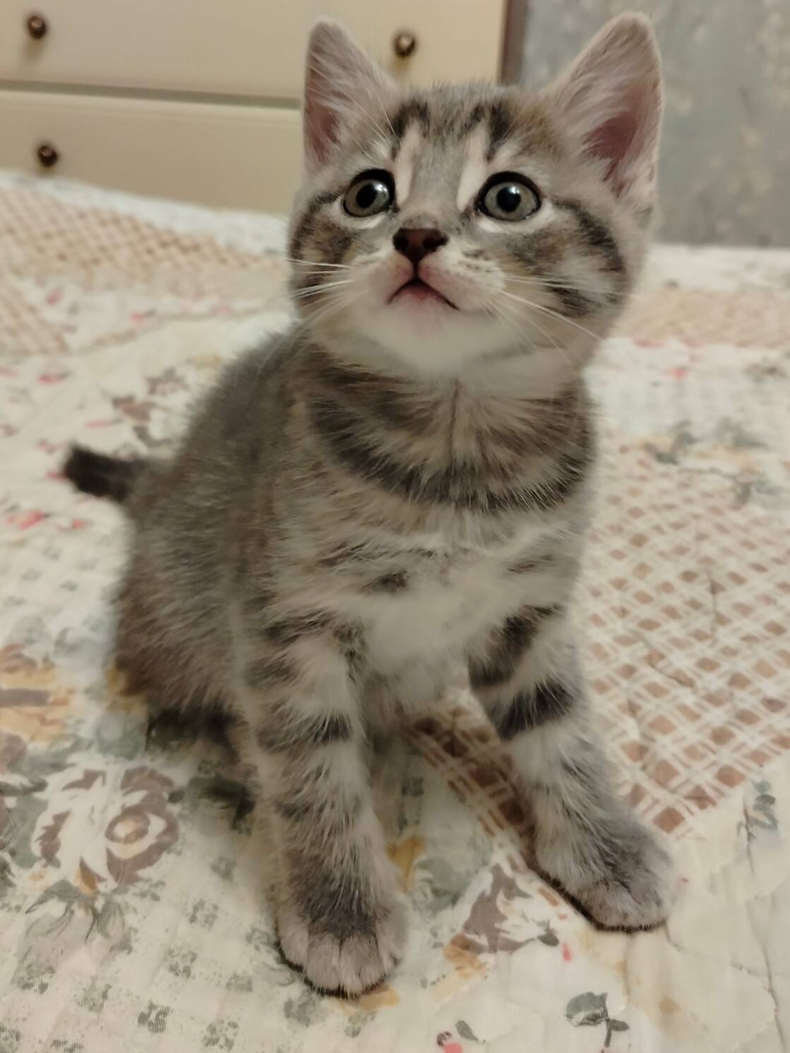 Котята в Санкт-Петербурге фото 3 Бытовая электроника Санкт-Петербург Котята в Санкт-Петербурге фото 3 Бытовая электроника Санкт-Петербург