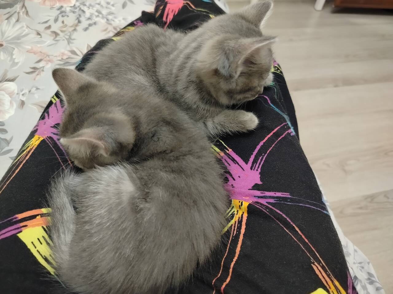 Котята в Санкт-Петербурге фото 2 Бытовая электроника Санкт-Петербург Котята в Санкт-Петербурге фото 2 Бытовая электроника Санкт-Петербург