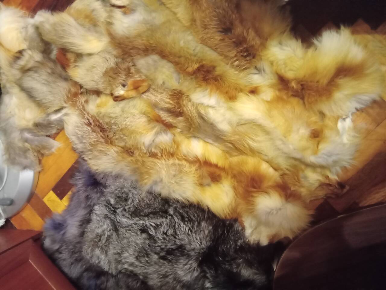 Продам шкуры лисы рыжей