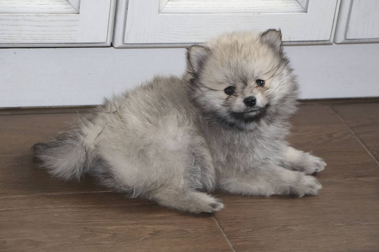 Щенки кляйн-шпица Щенки кляйн-шпица