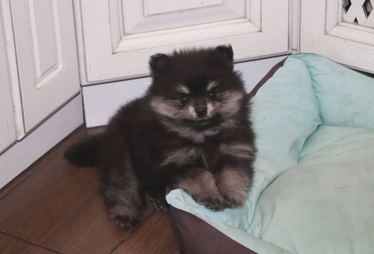 Щенки кляйн-шпица в Санкт-Петербурге фото 2 Услуги Санкт-Петербург Щенки кляйн-шпица в Санкт-Петербурге фото 2 Услуги Санкт-Петербург