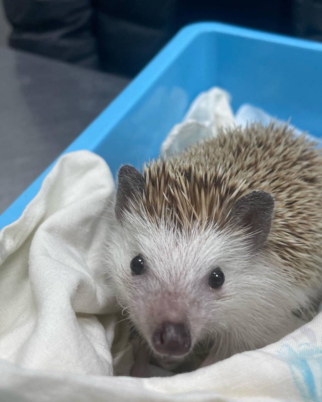 Ветврач ратолог в Ясенево. в Москве фото 2 Услуги Москва