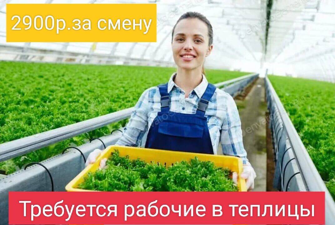 рабочие в теплицы