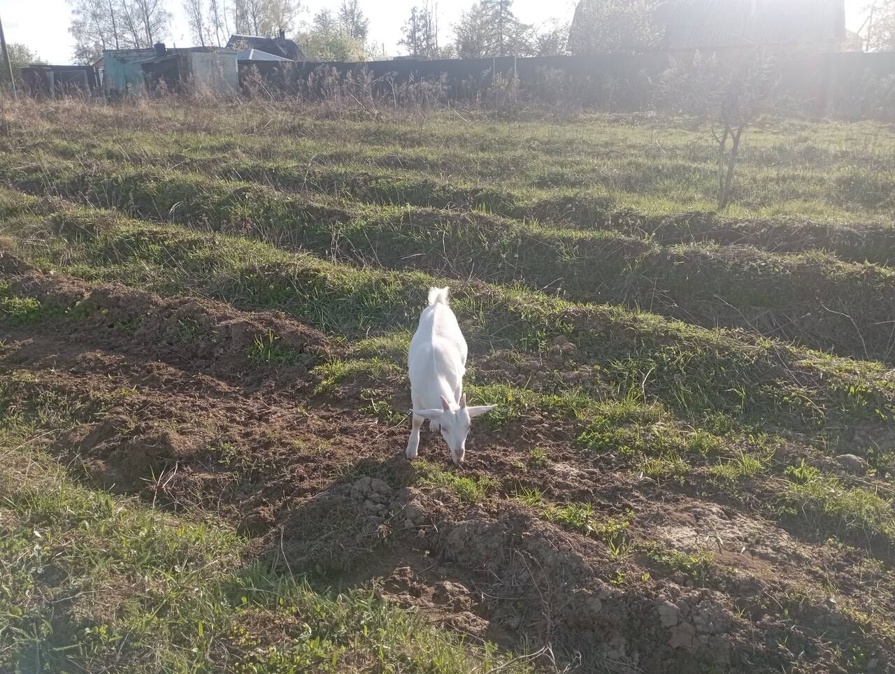 Продам козлят в Чехове фото 6 Для дома и дачи Чехов