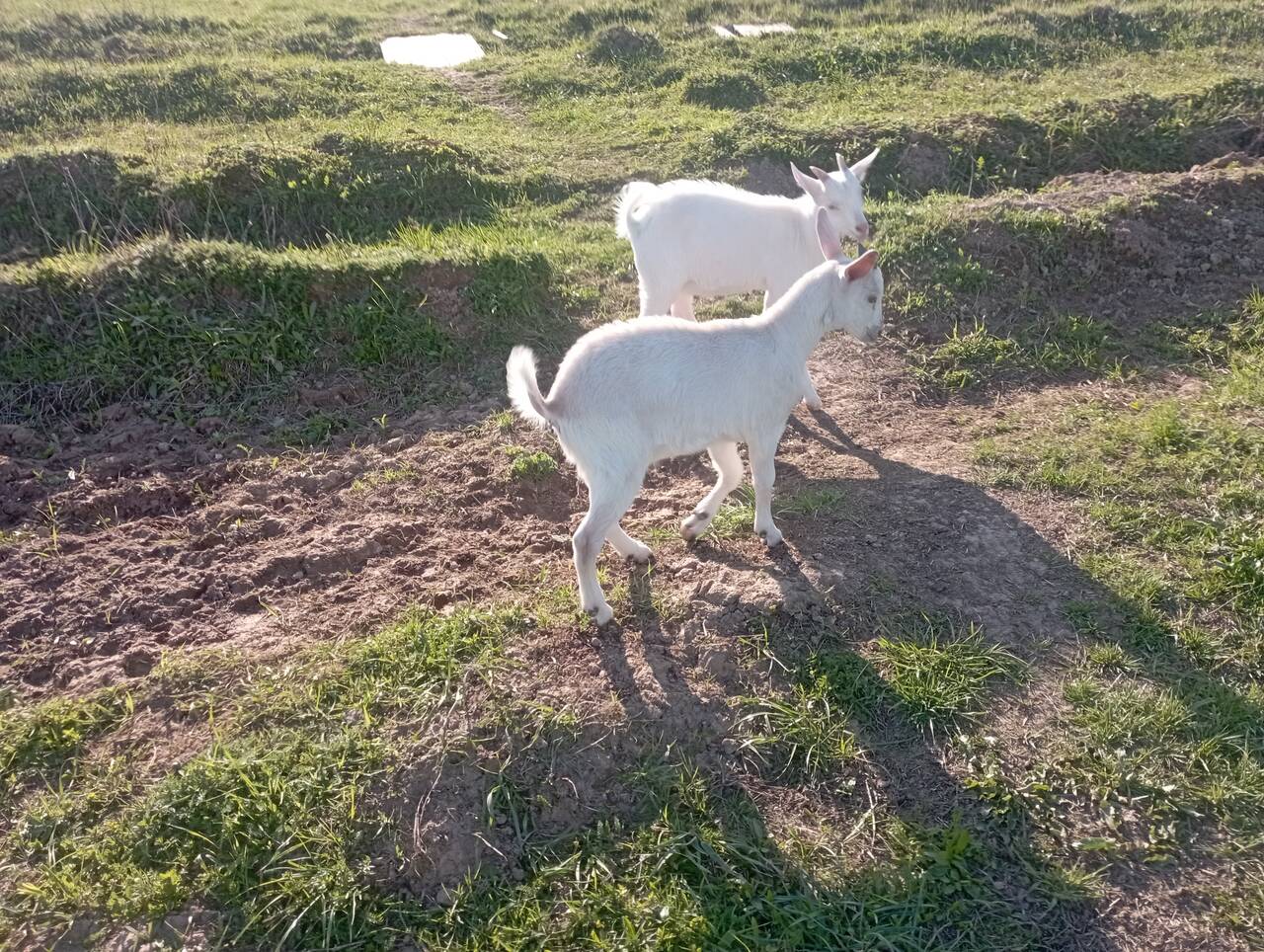 Продам козлят в Чехове фото 2 Для дома и дачи Чехов