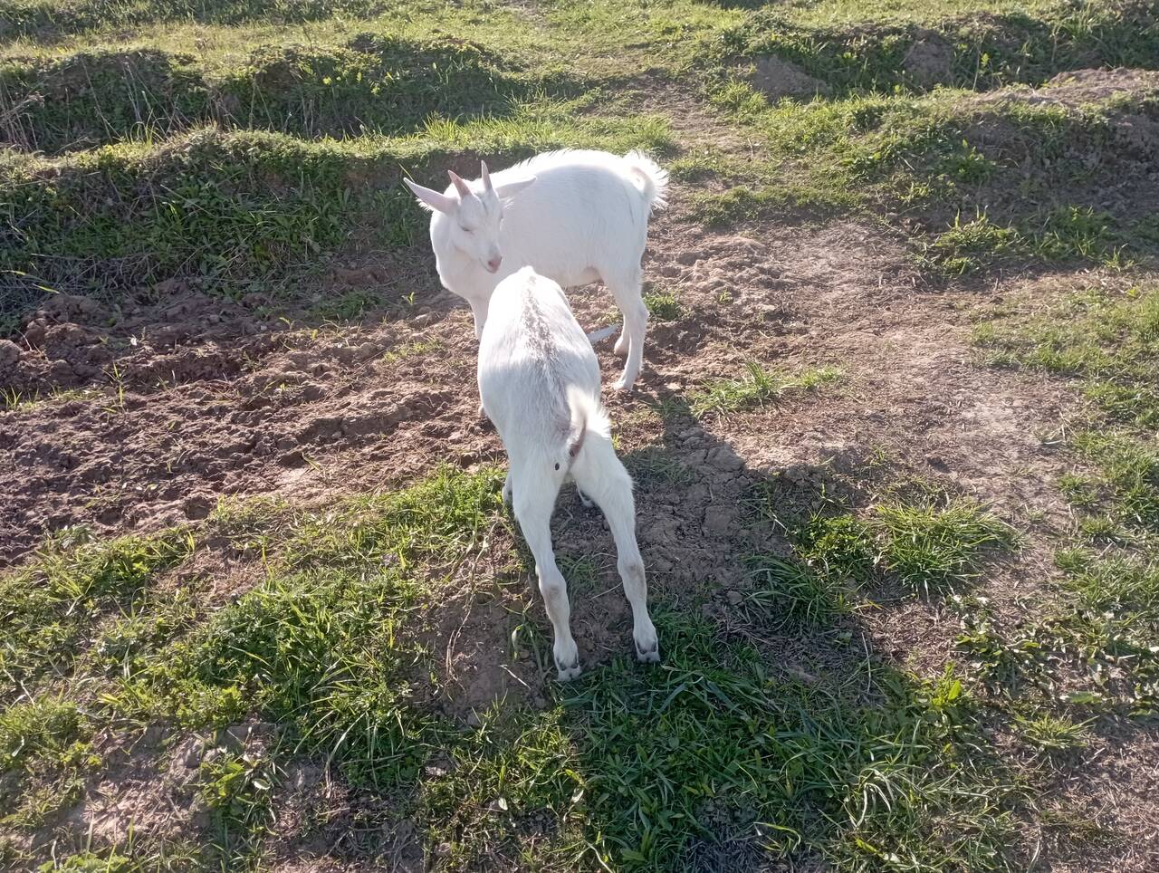 Продам козлят в Чехове фото 3 Для дома и дачи Чехов