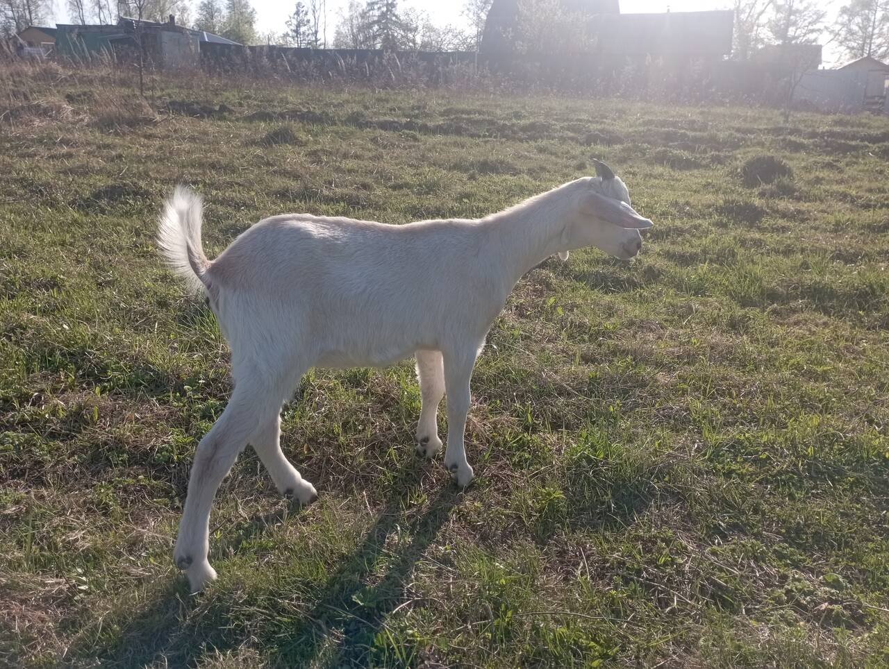 Продам козлят в Чехове фото 4 Для дома и дачи Чехов