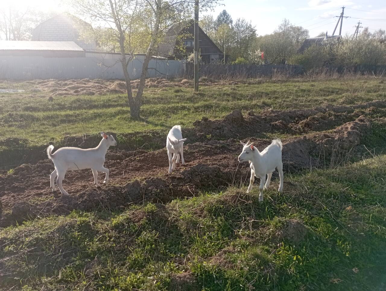 Продам козлят