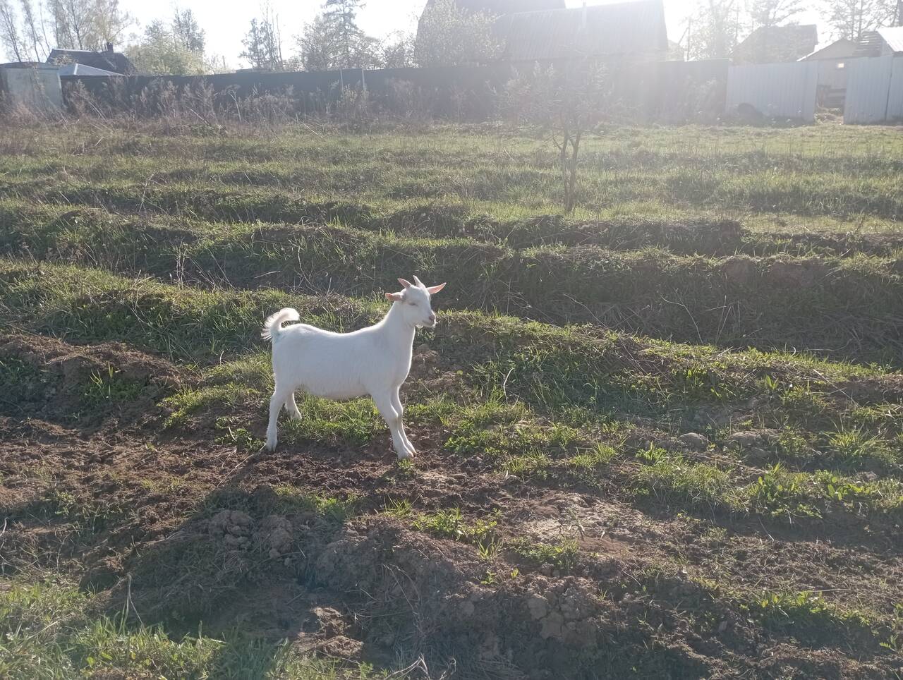 Продам козлят в Чехове фото 5 Для дома и дачи Чехов