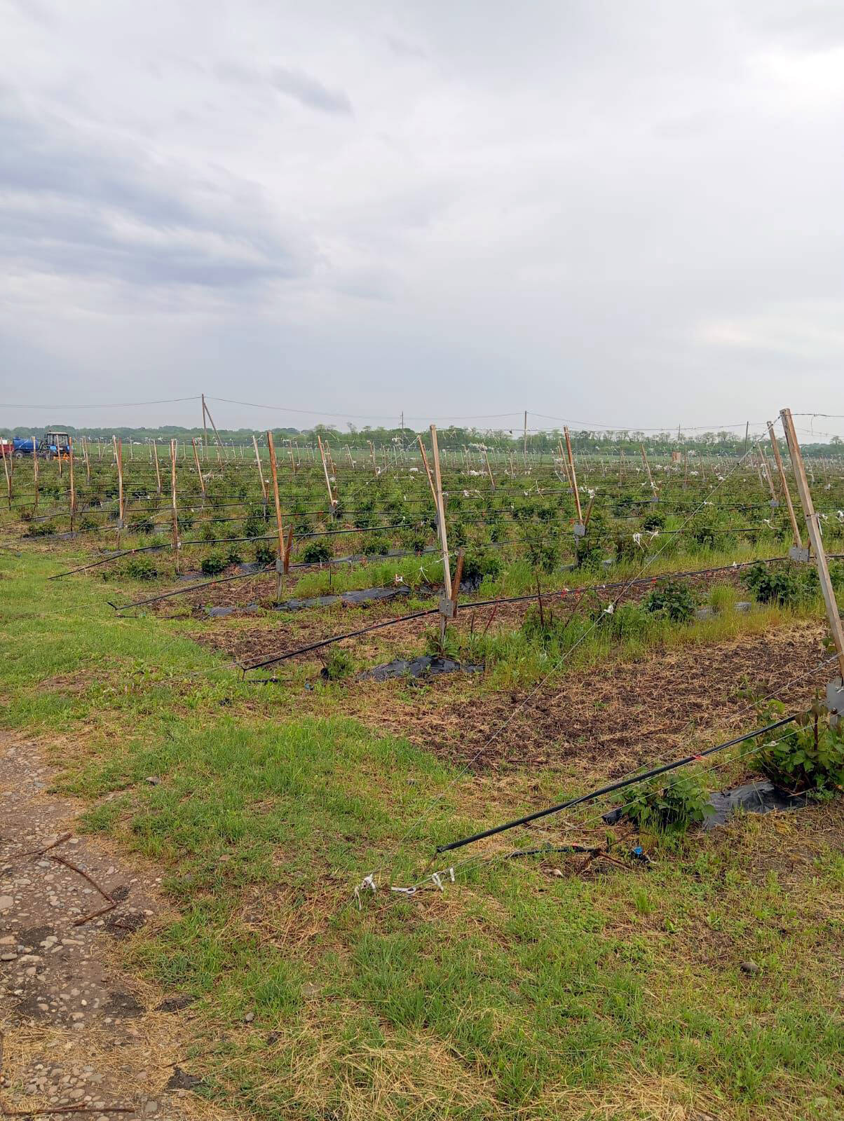Плантации ежевики (готовый бизнес) в Лабинске фото 2 Недвижимость Лабинск