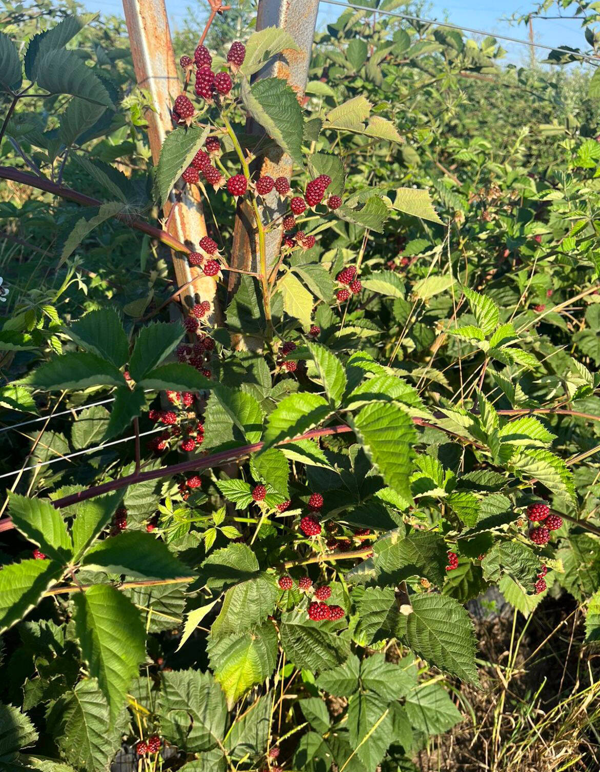 Плантации ежевики (готовый бизнес) в Лабинске фото 4 Недвижимость Лабинск