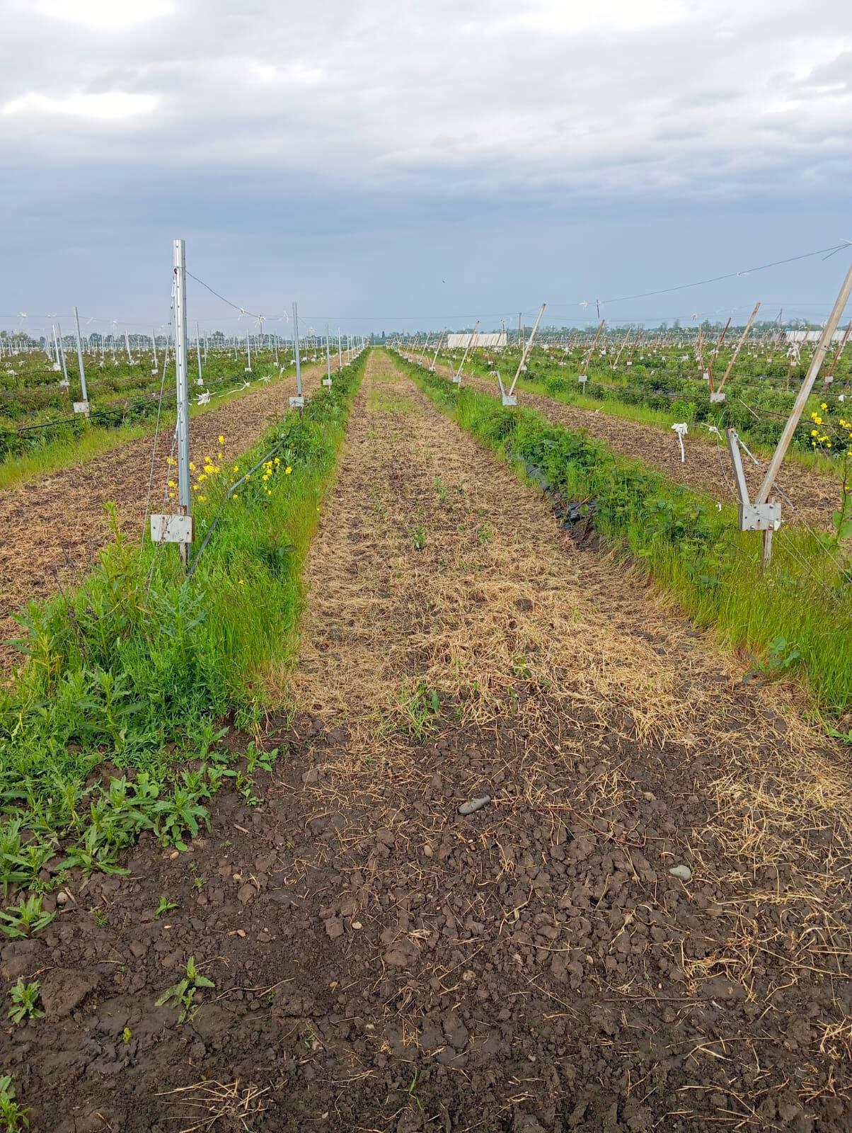 Плантации ежевики (готовый бизнес) в Лабинске фото 6 Недвижимость Лабинск