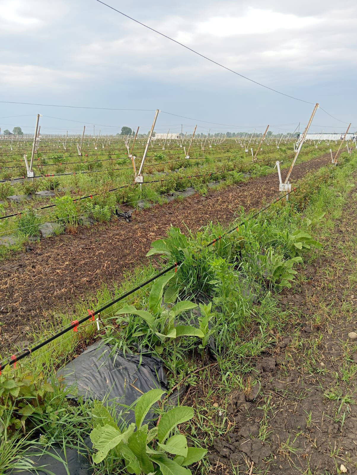 Плантации ежевики (готовый бизнес)