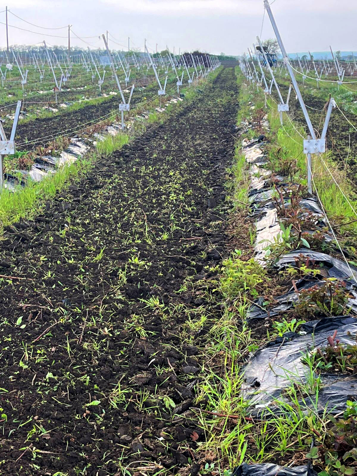 Плантации ежевики (готовый бизнес) в Лабинске фото 5 Недвижимость Лабинск