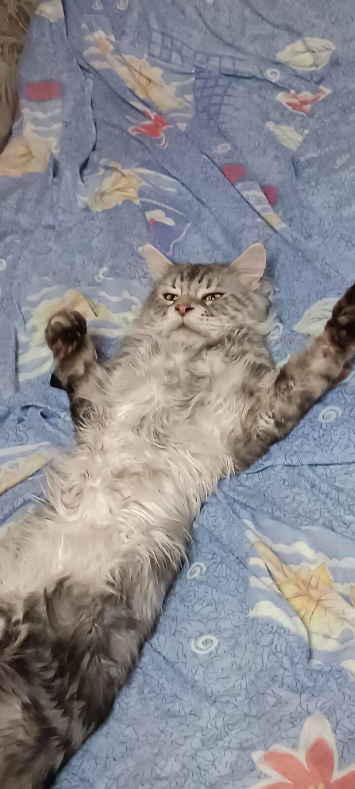 Котенок девочка и мальчик мейн-кун в Мытищах фото 3 Услуги Мытищи