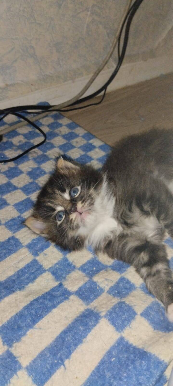 Котенок девочка и мальчик мейн-кун в Мытищах фото 2 Услуги Мытищи