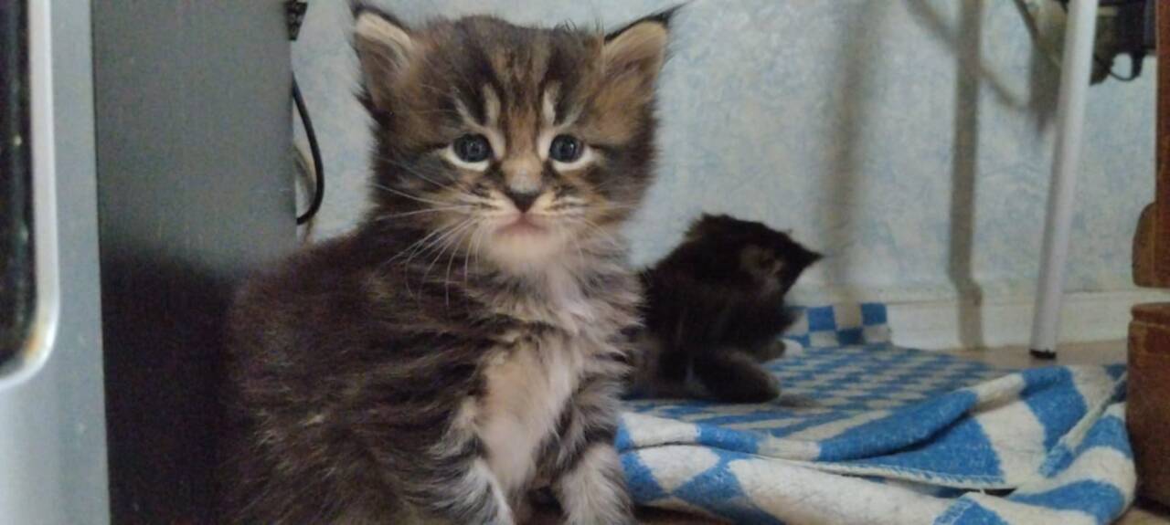 Котенок девочка и мальчик мейн-кун