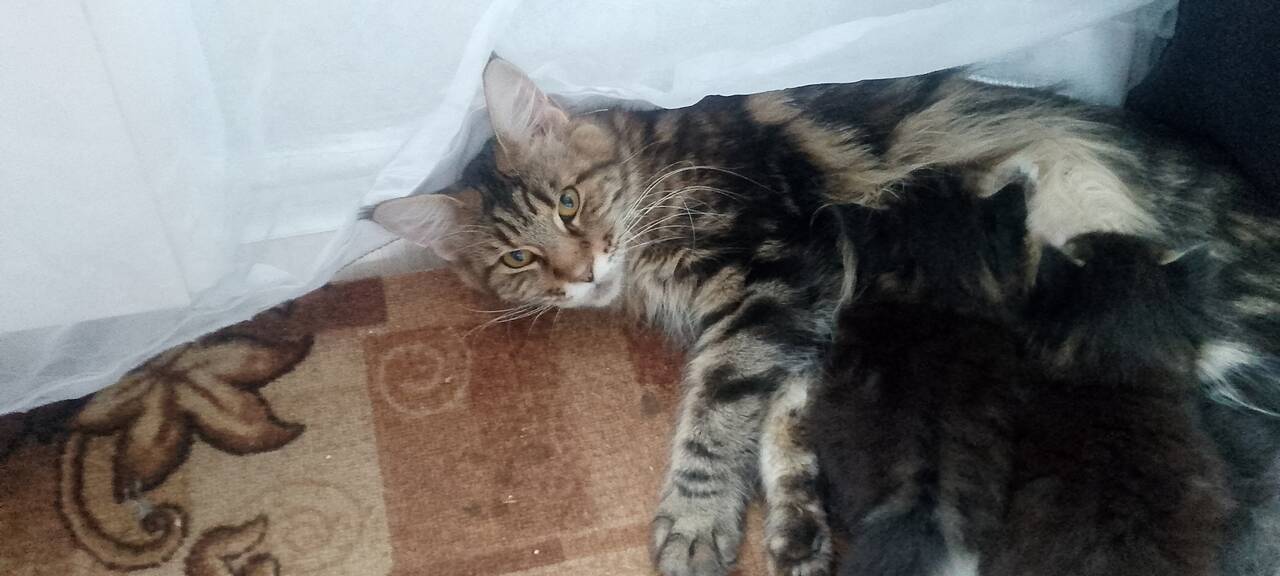 Котенок девочка и мальчик мейн-кун в Мытищах фото 4 Услуги Мытищи