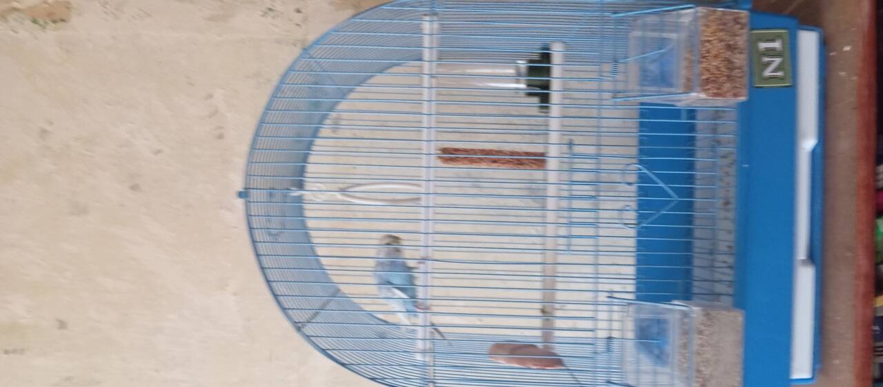 Продам волнистика 