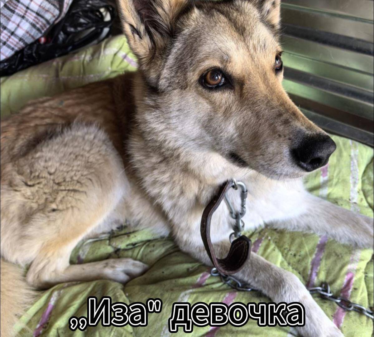 В добрые руки