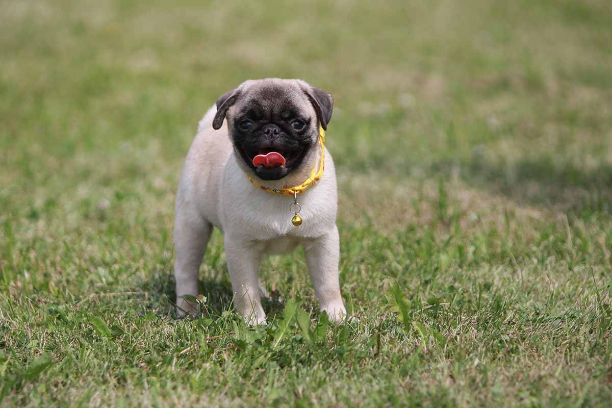 Мопс щенки с документами