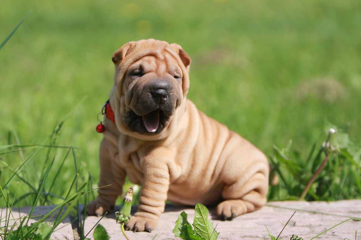 Шарпей шикарные щенки