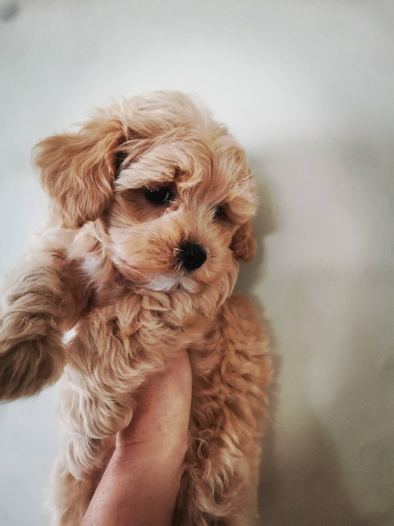 Мальтипу в Старом Осколе фото 3 Услуги Старый Оскол