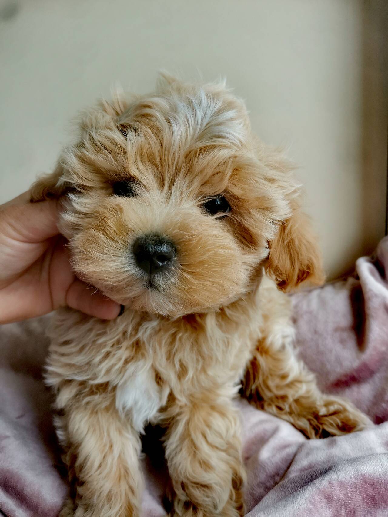 Мальтипу в Старом Осколе фото 2 Услуги Старый Оскол