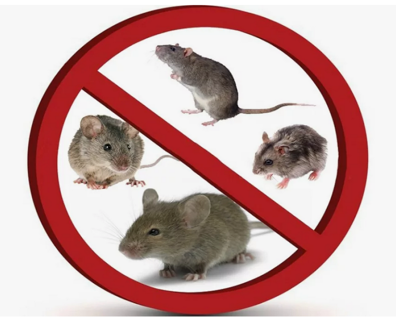 Уничтожение мышей, крыс и прочих грызунов в Саратове фото 2 Услуги Саратов