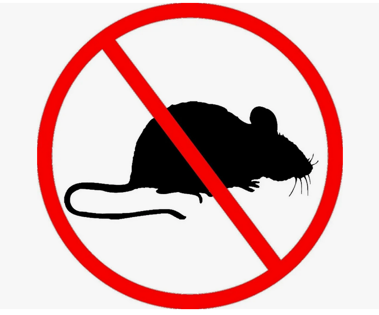 Уничтожение мышей, крыс и прочих грызунов в Саратове фото 3 Услуги Саратов