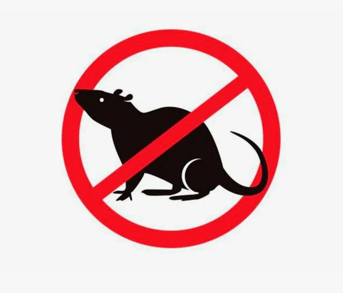 Уничтожение мышей, крыс и прочих грызунов в Саратове фото 4 Услуги Саратов