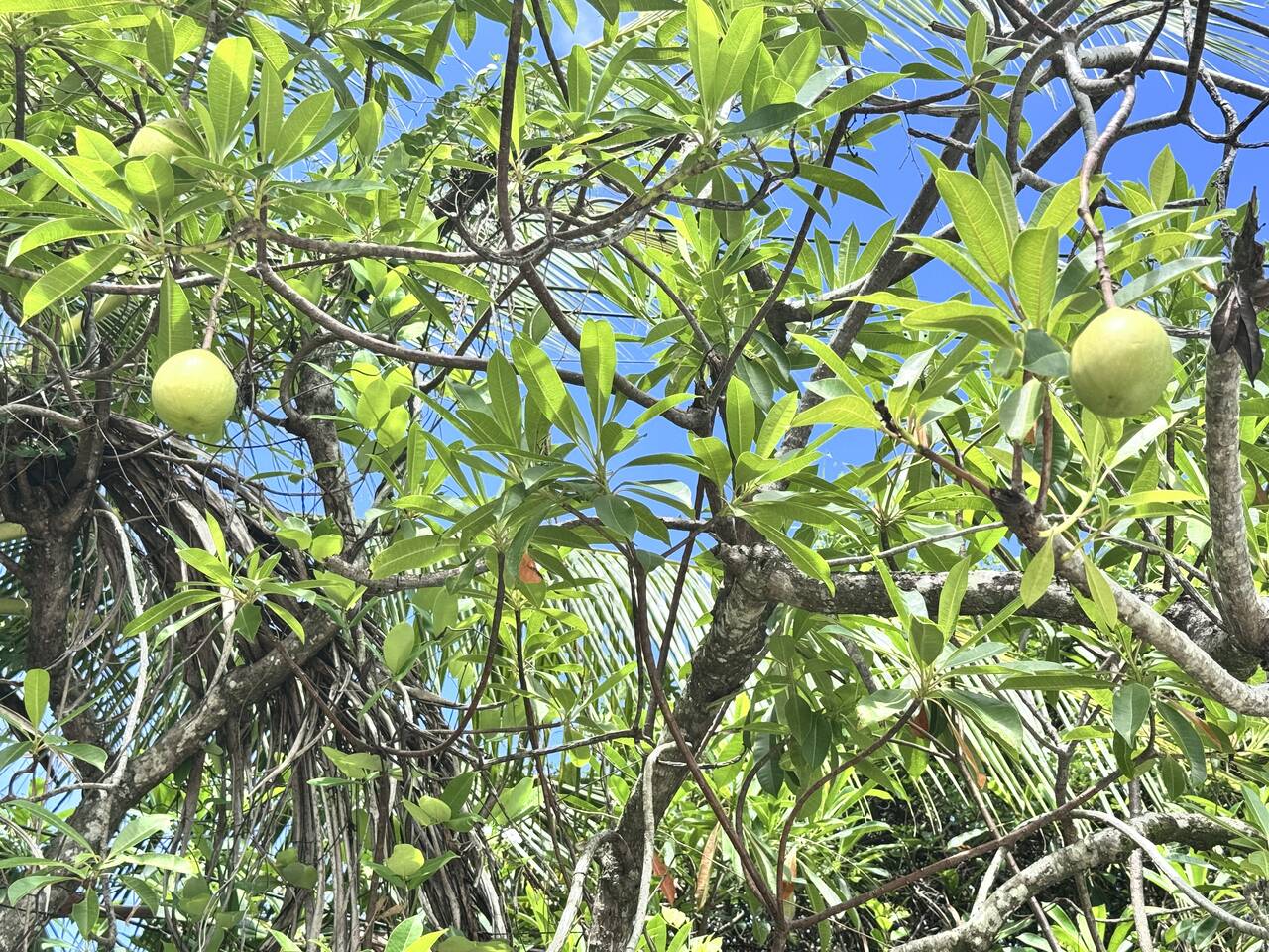Воспитатель в частный сад Восточное Бутово Воспитатель в частный сад Восточное Бутово