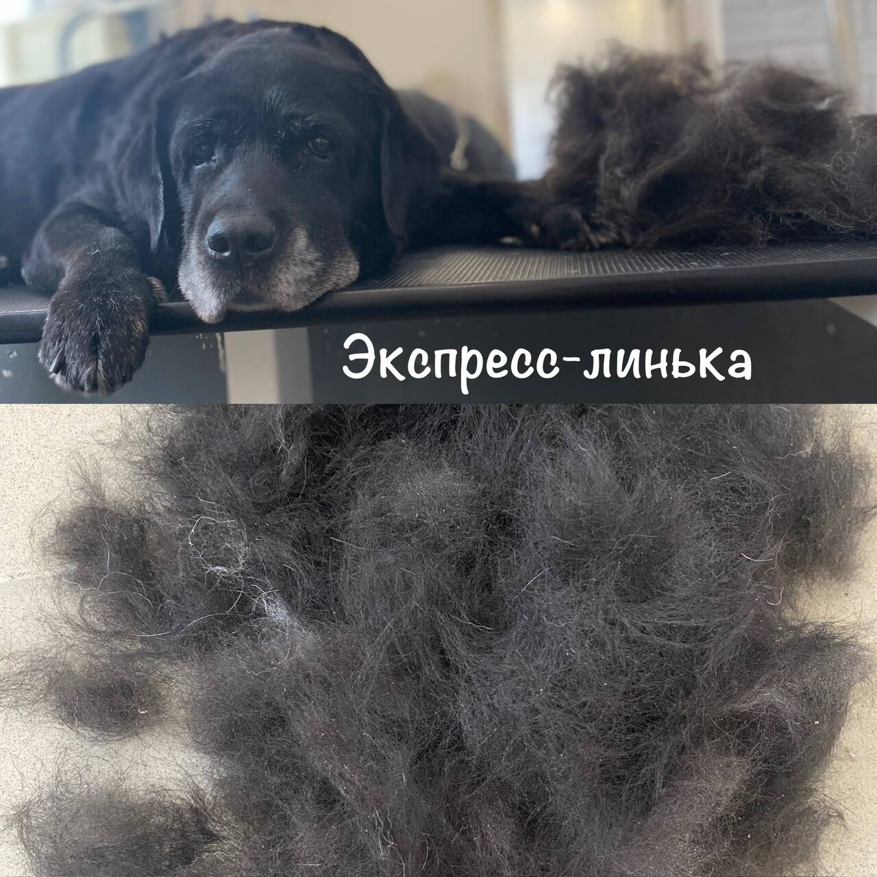 Зоосалон груминг стрижка собак