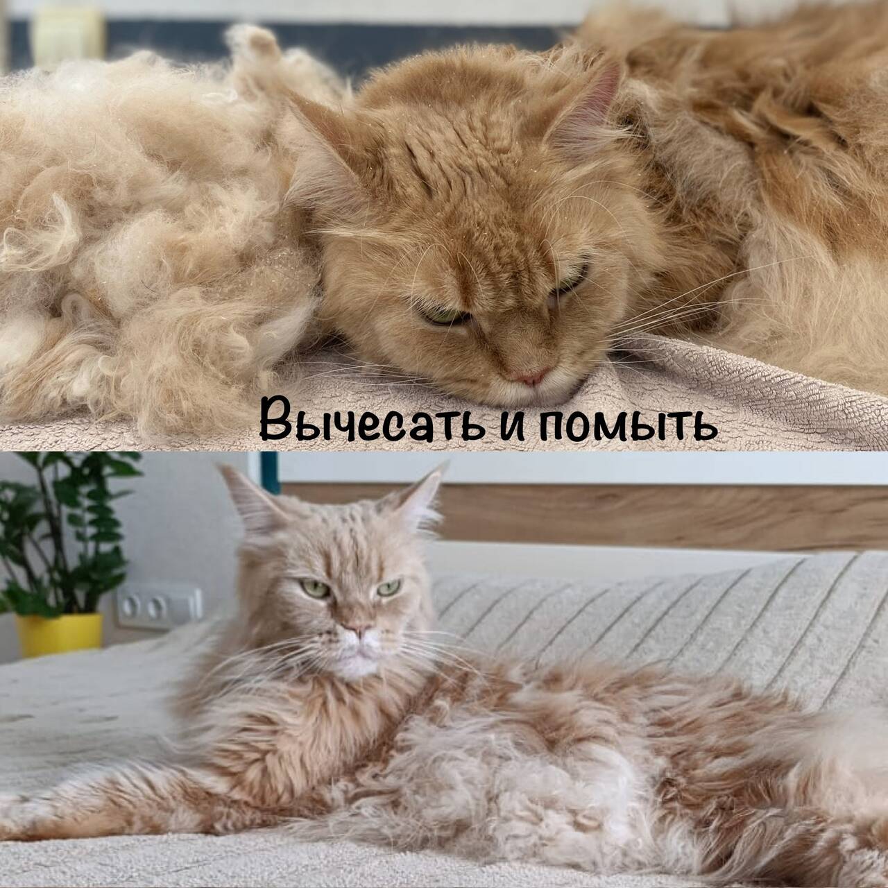 Зоосалон груминг стрижка собак в Севастополе фото 5 Услуги Севастополь