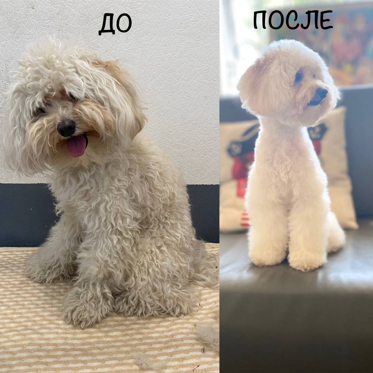 Зоосалон груминг стрижка собак в Севастополе фото 4 Услуги Севастополь