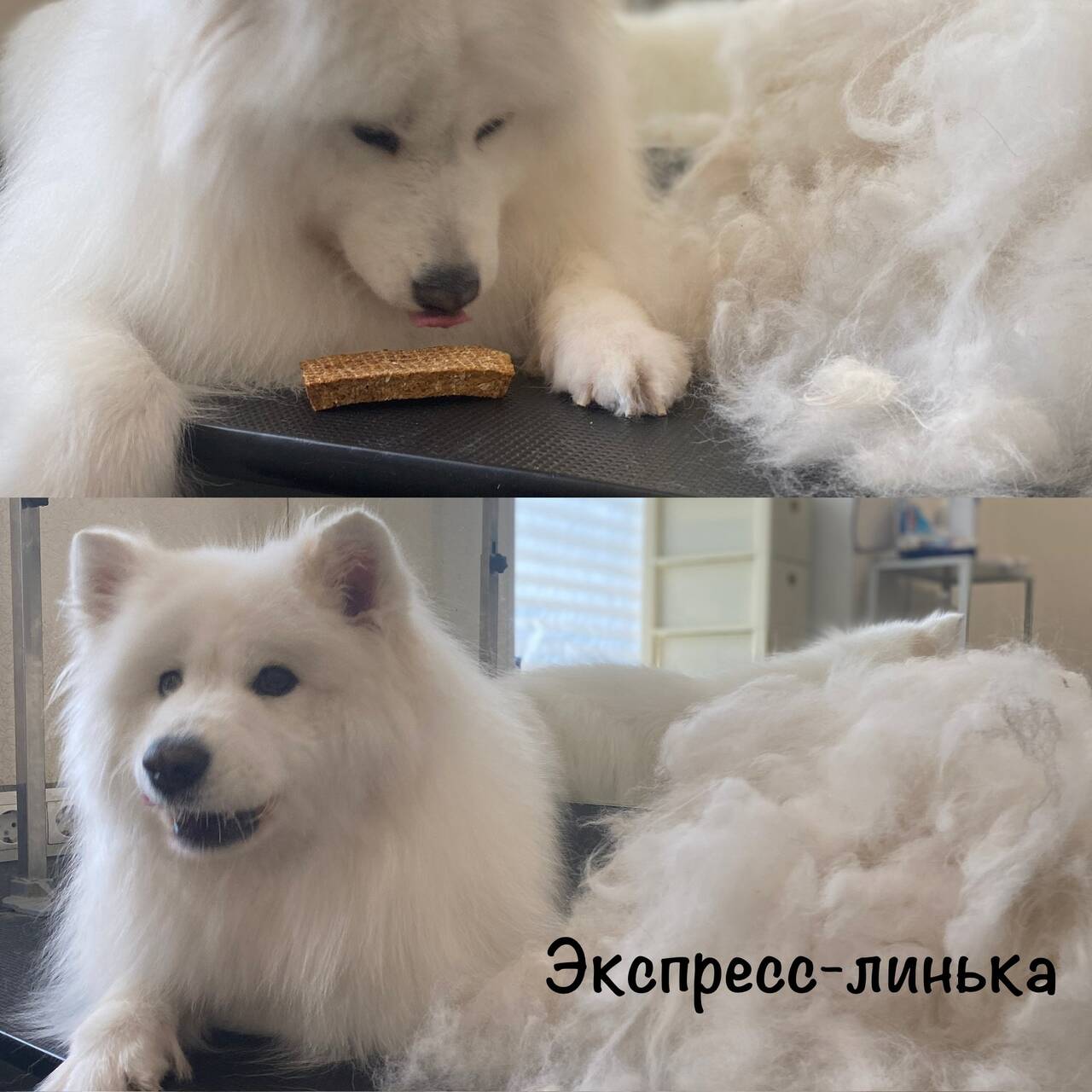 Зоосалон груминг стрижка собак в Севастополе фото 7 Услуги Севастополь