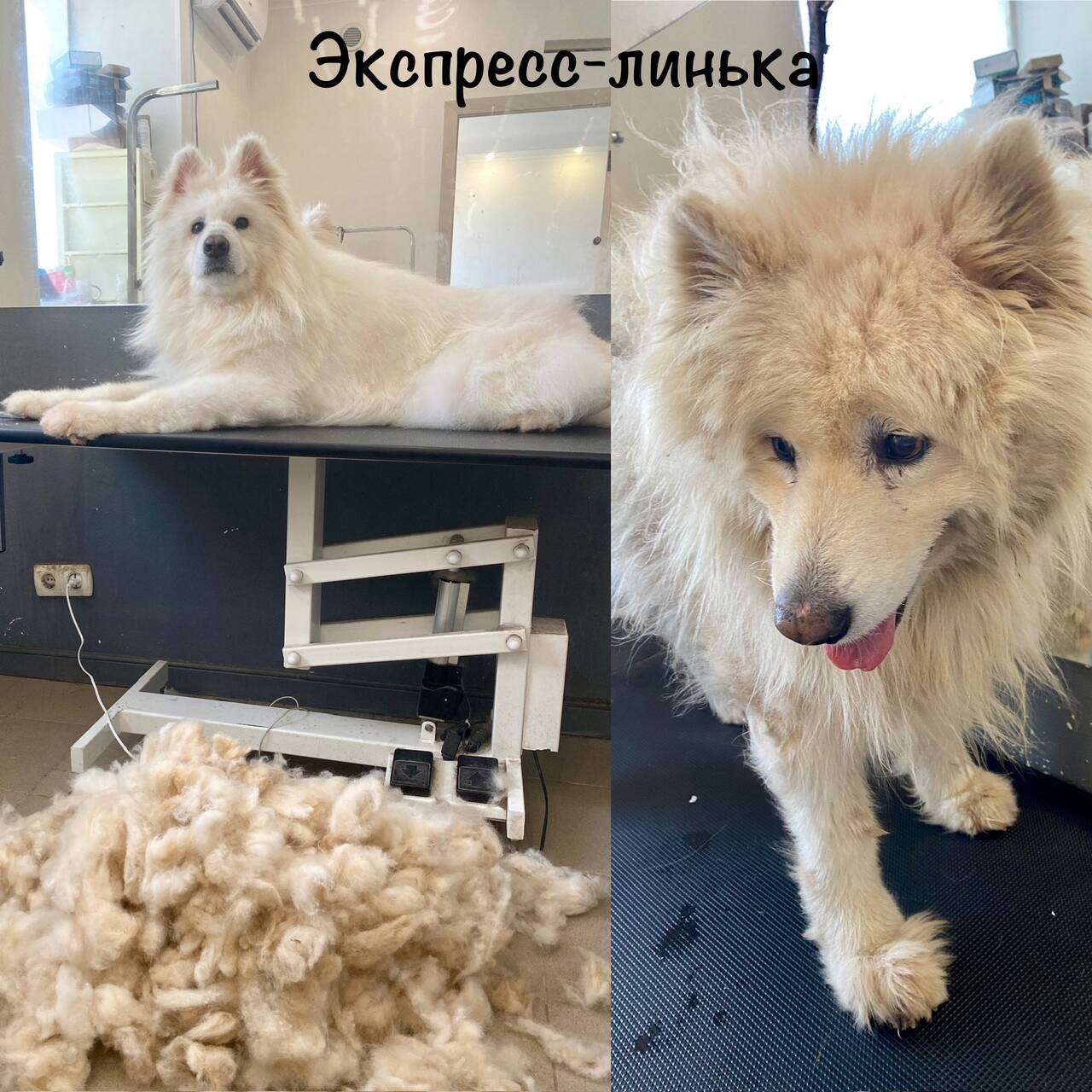 Зоосалон груминг стрижка собак в Севастополе фото 2 Услуги Севастополь