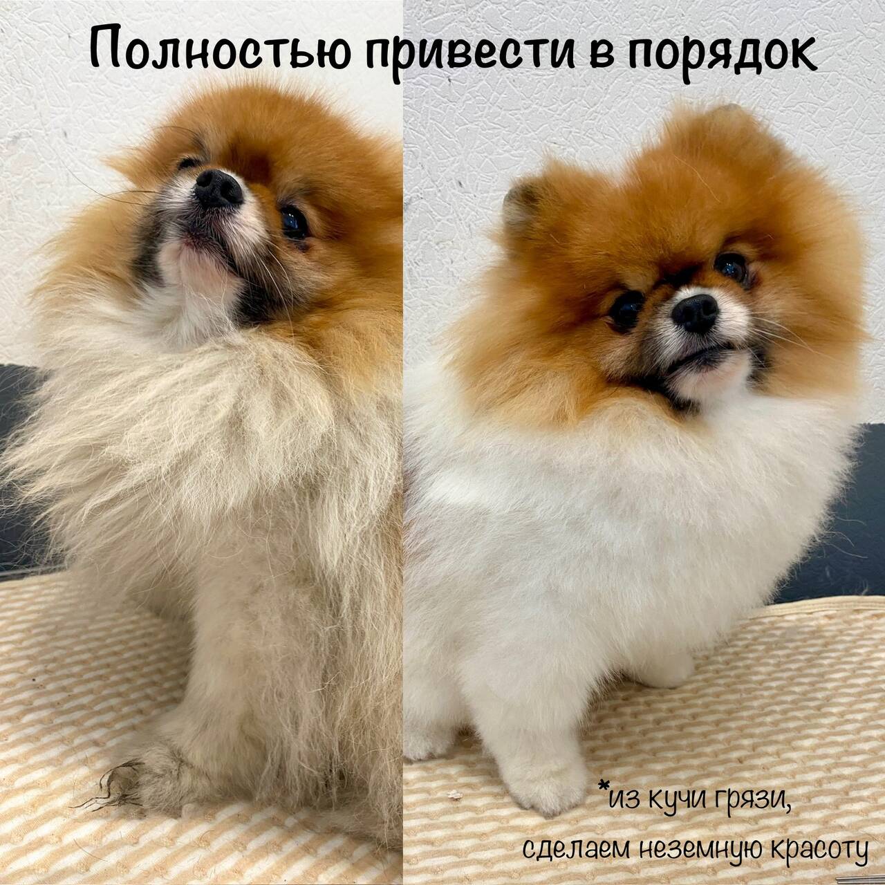 Зоосалон груминг стрижка собак в Севастополе фото 6 Услуги Севастополь