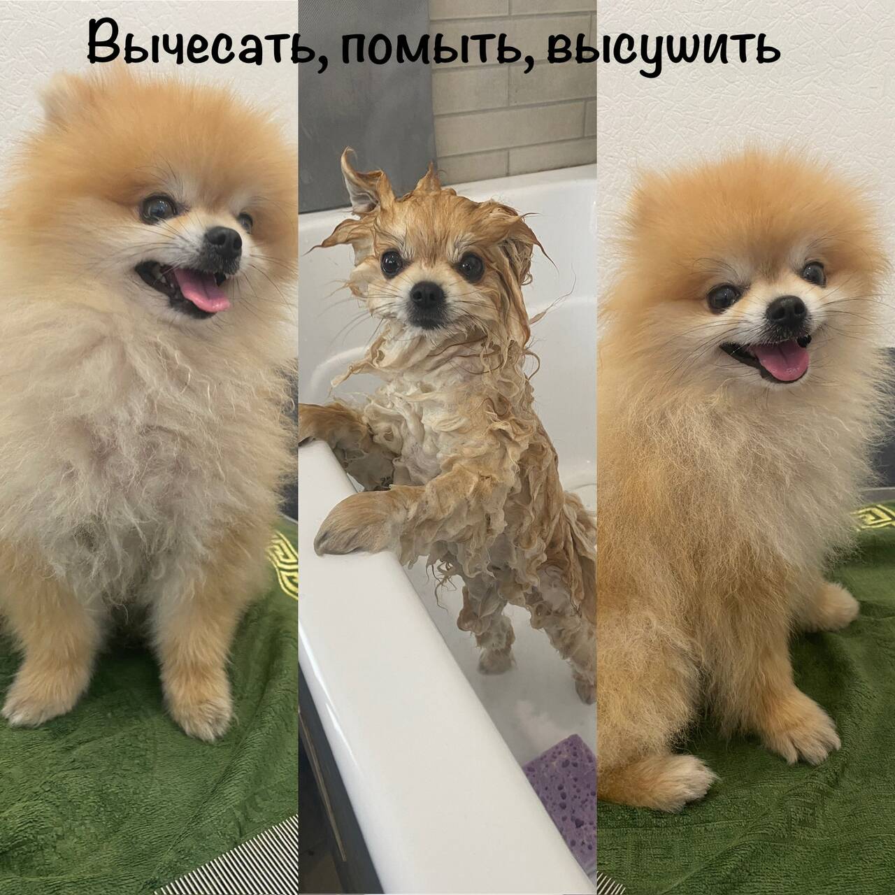 Зоосалон груминг стрижка собак в Севастополе фото 3 Услуги Севастополь