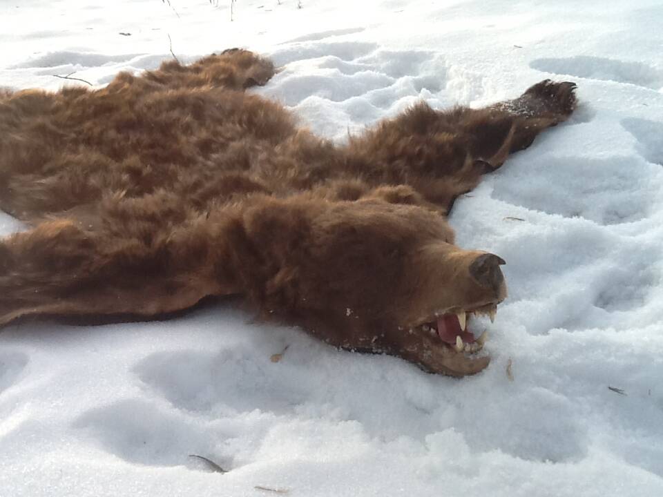 Медвежья шкура выделанная в Туле фото 2 Для дома и дачи Тула