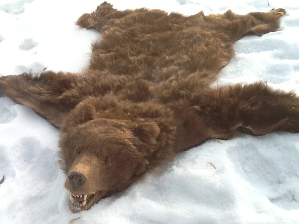 Медвежья шкура выделанная