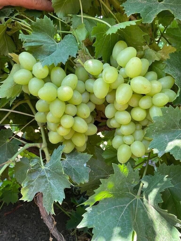 Продам виноград от производителя