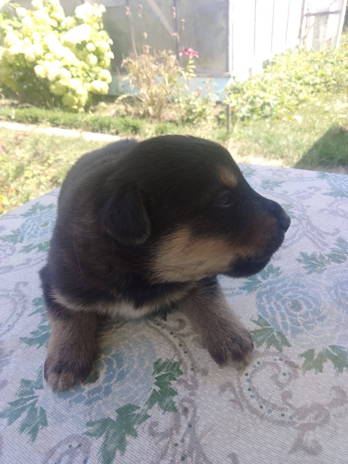 Отдам щенков в хорошие руки 