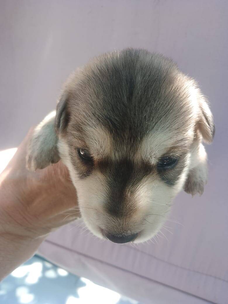 Отдам щенков в хорошие руки  в Ульяновске фото 4 Услуги Ульяновск