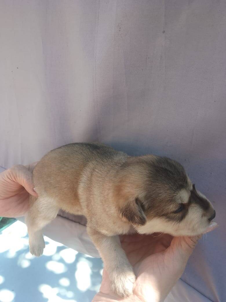 Отдам щенков в хорошие руки  в Ульяновске фото 3 Услуги Ульяновск