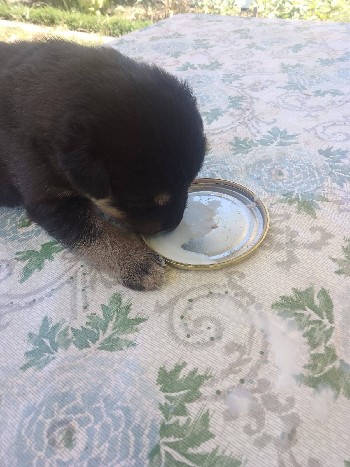 Отдам щенков в хорошие руки  в Ульяновске фото 5 Услуги Ульяновск