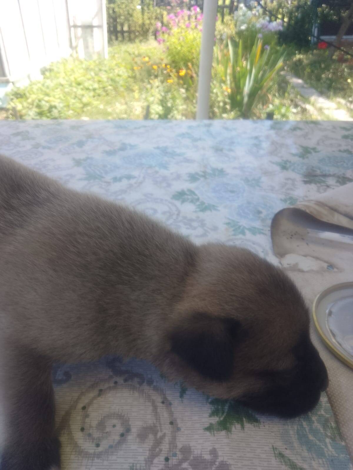 Отдам щенков в хорошие руки  в Ульяновске фото 2 Услуги Ульяновск